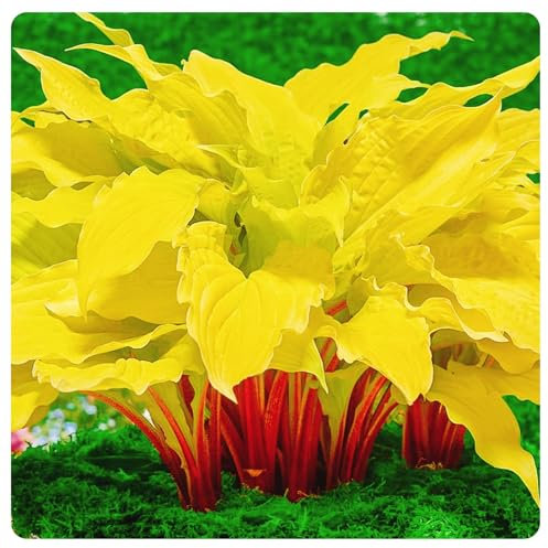 Hosta Mix for Planting Now UK/Greening Flower/Strong Plants That Grow Well/Good for Containers,Natural Organic/Cut Flowers/Wedding Flowers.-10Bulbs-D