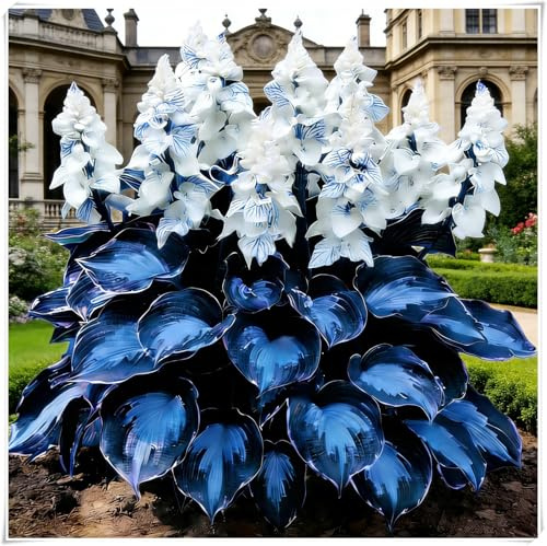 Hosta Mélange de rhizomes vivaces rustiques,Rizoma di Hosta,Caucun arrosage nécessaire, Plantation professionnelle,Onvient pour le printemps et l'automne-4 Rizoma-G