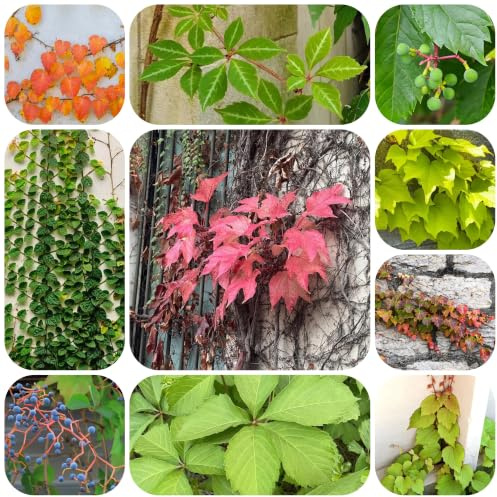 vite vergine - parthenocissus tricuspidata interno per zone adatto 400semi