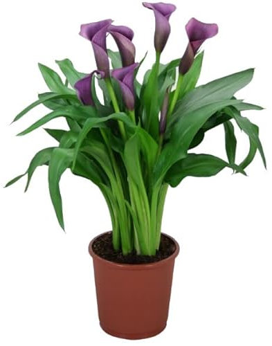 Cala - Lirio de la Paz Natural Planta del Amor