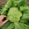 NO-GMO 450 Semi, Insalata Iceberg Crisp Vegetale Garden Seeds Heirloom Seeds