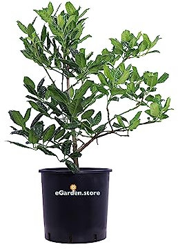 Pianta di Agrifoglio Verde Pianta di Ilex Nellie Stevens pianta da esterno pianta ornamentale di Agrifoglio pianta vera venduta da eGarden.store (Vaso 24 cm)