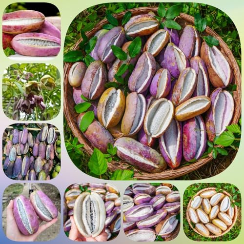 Semillas de Holboellia latifolia - enanos resistentes raras semillas de fresca exóticas variedades antiguas 100pcs