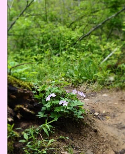 Wild Geraniums Along A Trail Nature Photography Notebook