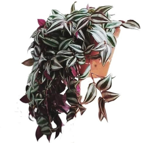 Tradescantia Natural Planta Trepadora Fácil de Mantener Ideal para Principiantes