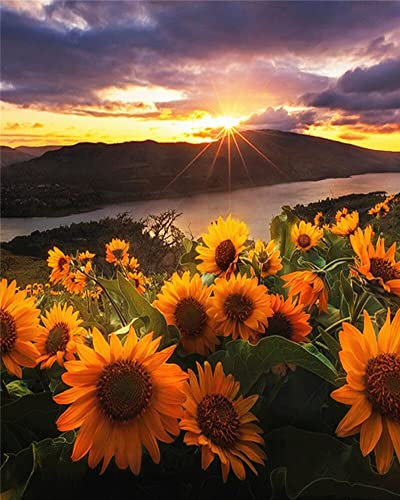 Zdklfm69 Malen nach Zahlen Ölgemälde nach Zahlen Landschaft Erwachsene Sonnenblume Sonnenuntergang auf Leinwand Ölbild Zeichnung Malen nach Zahlen Dekoration Geschenk 40x50cm