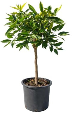 Pianta di Clementine (vaso - 20) - Immagine reale