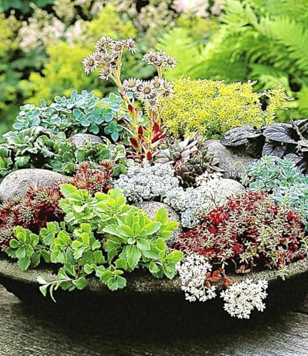 BALDUR Garten 12er Winterharte Sedum-Mischung, 2x 6er Packung