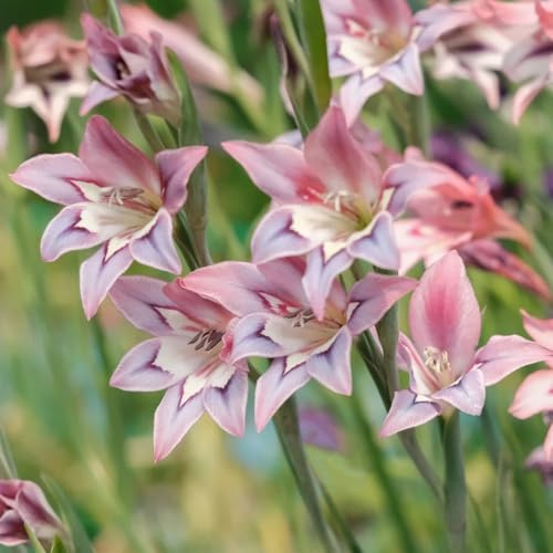 bulbi di gladioli rari a primaverile resistenti in vaso a 15pcs