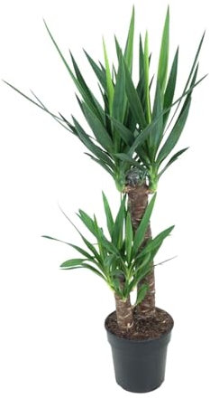 Yucca Elephantipes - 90-100cm - Ø21cm - Zimmerpflanze - Immergrün
