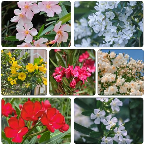 oleander kräuterpflanzen schmetterlingsflieder bonsai topf balkongewächshäuser wildblumen balkonblumen blumensamen mehrjährig winterhart herbstpflanzen winterhart blühend blumenbeet 20samen