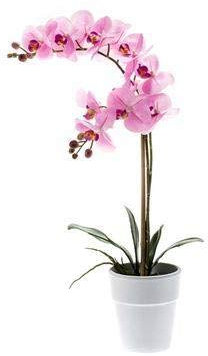 artplants.de Orchidea phalaenopsis Ornamentale Candida, 2 Rami, Rosa, in Vaso, 65cm - Orchidea Farfalla/Ramo d'orchidea Finto