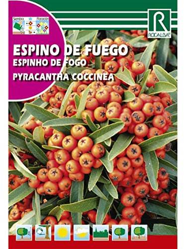 Semillas de Espino de fuego Pyracantha coccinea - Calidad y Versatilidad ?