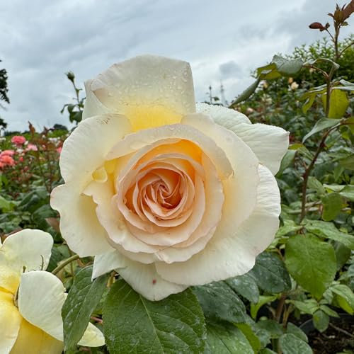 Weiß-gelbe Edelrose NIRParfum Anastasia (Im 5-6 Liter Topf)