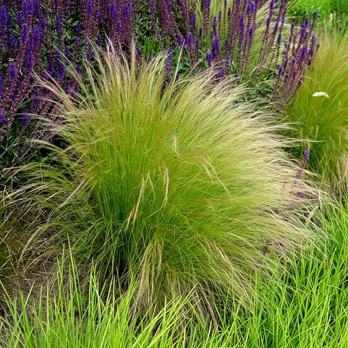 Bloomique - 3er Set - Stipa Tenuissima Pferdeschwänze - Federgras - Ziergras - Gartenpflanzen - Winterhart - Höhe 10-20cm - Topf 9x9cm