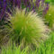 Bloomique - Set da 3 pezzi – Stipa Tenuissima coda di cavallo – Erba piumata – Erba ornamentale – Piante da giardino – Resistente – Altezza 10 – 20 cm – Vaso 9 x 9 cm
