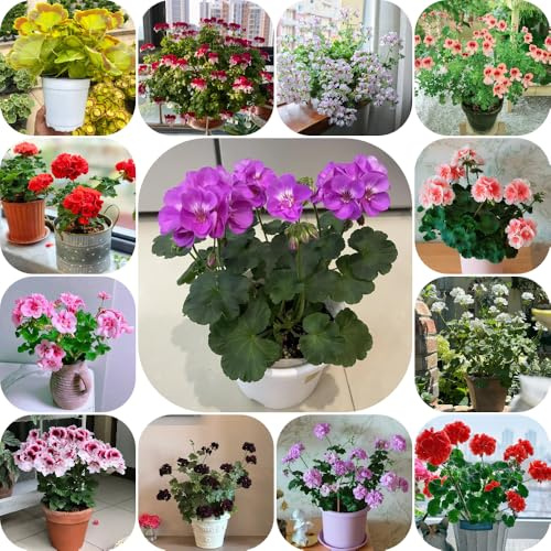 Geranien, bodendecker wildblumensamen seltene exotische alte sorten bio wohnzimmer deko steingartenpflanzen winterhart balkonpflanzen blumensamen blumensamen gastgeschenk 250Samen