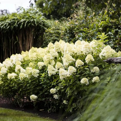semi di ortensia paniculata, decorazioni giardino esterni resistenti 5pcs