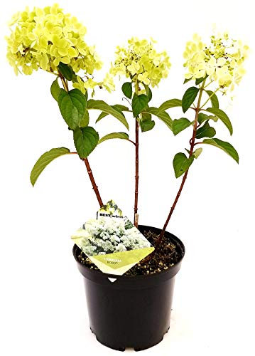 POWERS TO FLOWERS - ORTENSIA PANICULATA BOBO, ORTENSIA ESTIVA, pianta vera