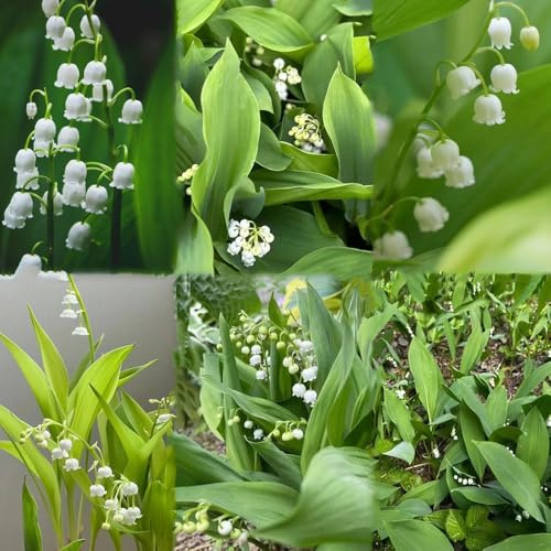 22 piezas bulbos lirio de los valles - bulbos de decoración casa, jardín rara, Los son perennes, resistentes,
