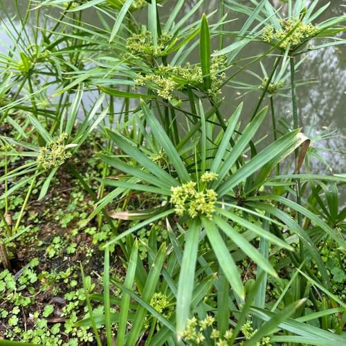 zyperngras grünpflanzen stauden winterhart mehrjährig pflanzensamen steingartenpflanzen schattenpflanzen garden draußen topfpflanzen echt winterhart exotische 200samen