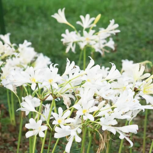bulbi giglio ragno - Lycoris Radiata giardino balcone decorazione ufficio primavera balcone interni esotici ufficio 5pcs