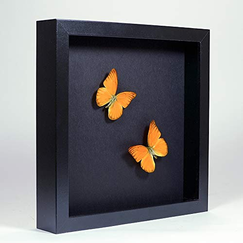 De Museumwinkel.com - Papillons Appias Nero Albatros Orange - Vrai Papillons de Taxidermie Monté sous Verre dans Un Élégant Cadre Fait Main en Bois Noir