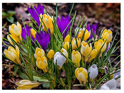 Oliwier's Bulbs 10 x Crocus Specie Mixed Spring Flowering Bulbs Multicoloured Dwarf Botanical Early Flowers Variety Ready for Planting Now