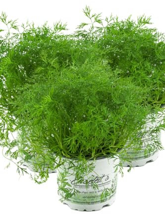 3x Dill Pflanze, Frische Kräuterpflanze (Anethum graveolens) im Doppelpack