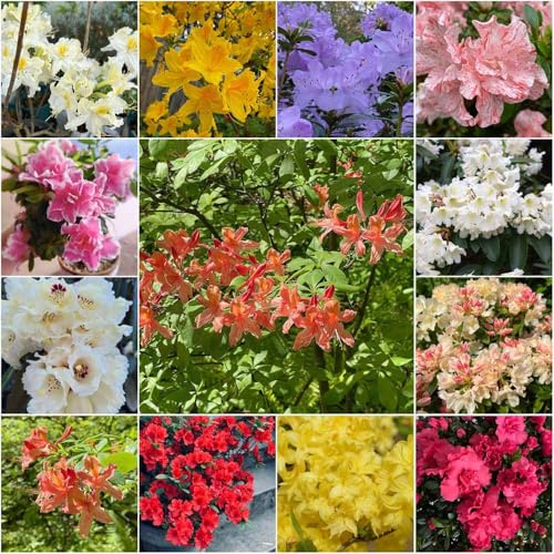 semi di rododendro giardino di semi balcone Decorazione con e scalatrici resistenti esotici 200pcs