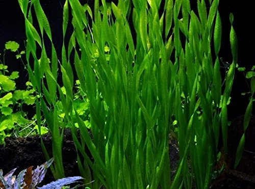AquaPlants Große Wasserschraube/Vallisneria Americana Asiatica - 3 Bund