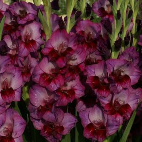 Gladiolus Bulbs. Strong Plants That Grow Well Mix Golden Jade Carving Feels Beautiful-3 Bulbs-D