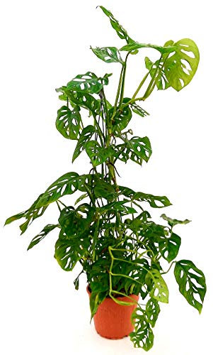 POWERS TO FLOWERS - MONSTERA OBLIQUA MONKEY ALTEZZA 90CM VASO 18CM, PHYLODENDRON, pianta vera
