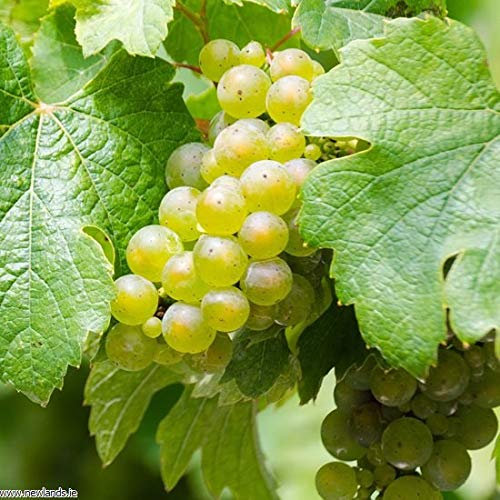 Carbeth Plants White Grape Vine Plant Bianca in 9cm Pot - Hardy Ready to Grow Climbing Vitis Fruit Plant - Low Maintenance Potted Vines - Grow Your Own Grapes in UK Gardens and Allotments