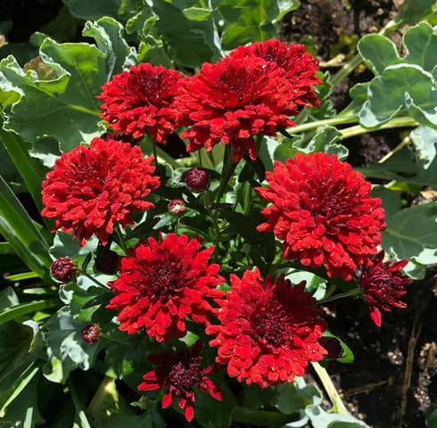 100 semi freschi di crisantemo rosso