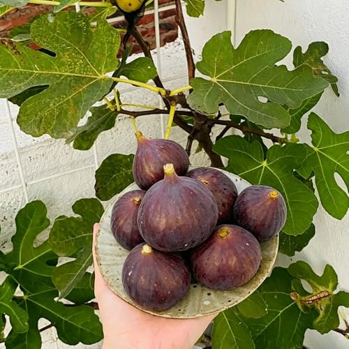 feigenbaum obstpflanzen obstbäume winterharte stauden mehrjährig winterharte kübelpflanzen balkon bio steingartenpflanzen winterhart obstsamen 250samen
