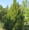 Säulen Hainbuche 100-125cm - Carpinus betulus Fastigiata