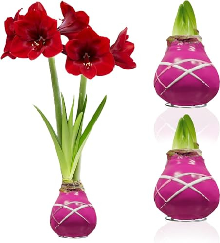 Bulbes néerlandais à rayures de cire violette Amarylli's oignons, 2 bulbes de fleurs de cire en grand format 28/30, mélange exclusif de fleurs de Hollande, vrai astrum de la hanche