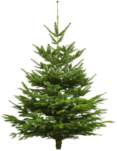 Echter Weihnachtsbaum - Nordmanntanne - frisch geschlagen Christbaum Tannenbaum (Tanne, 80-100 cm)