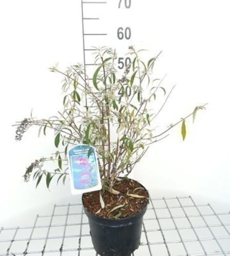 Buddleja dav. 'Nanho Purple' - Schmetterlingsstrauch 40-60 cm Container