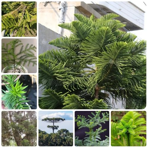 Araucaria, balkonpflanzen winterhart mehrjährig Araucaria Araucana, kaufen alte sorten immergrüne 50Samen