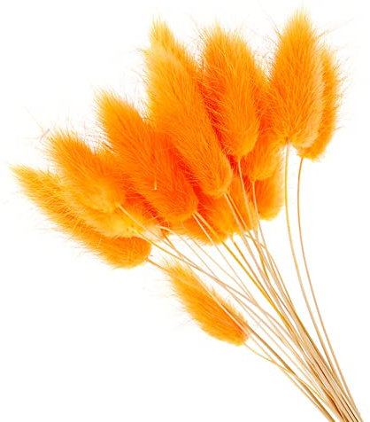 YIWOYI 50 Stück Kaninchen Schwanz Gras Natürliche Getrocknete Blumen Plüsch Bunte Blume Kaninchen Schwanz Gras Fuchsschwanz Lange Bündel Pflanzen Dekor (Orange)