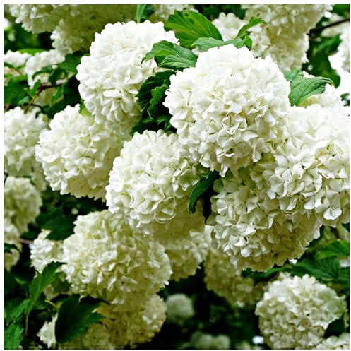 Viburnum opulus 'Roseum' Plant/Snowball, Guelder Rose, in 2L Pot, Stunning Flowers 3fatpigs®