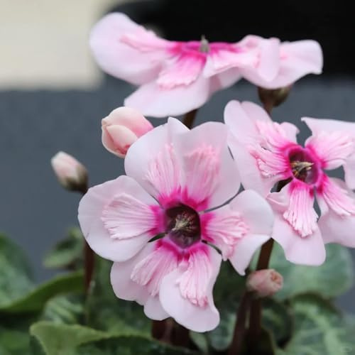 ciclamino arredamento per soggiorno con letto rialzato semi di ciclaminoto in vaso in vaso da esterno da giardino 35semi