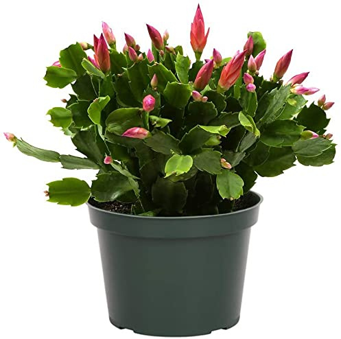 DECOALIVE Planta Natural Cactus de Navidad con Flores de Colores