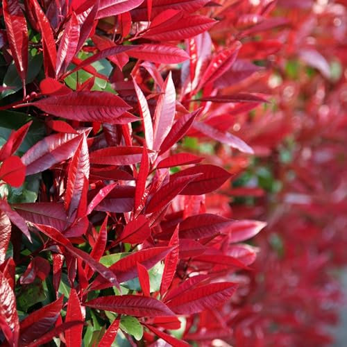 Plant Theory 50-80cm Tall Red Robin Photinia Photinia x Fraseri Shrub Plant 10L Pot