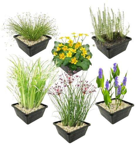 vdvelde.com - Einheimische Teichpflanzen 4 saisonale Blumen - - Zu jeder Jahreszeit etwas Blühendes - 24 Pflanzen - Platzierung: -1 bis -10cm