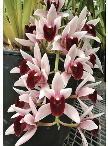 Rizomi di Cymbidium Resistenti/Rizomi perenni resistenti/Tenaci | Spettacolari/Migliore decorazione-5 Rizomi-D