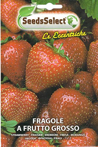 Semi Fragole A Frutto Grosso Rosso - 1 bustina