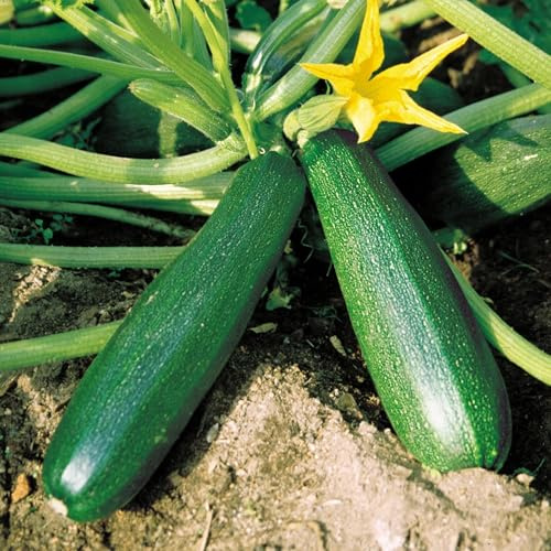 50+ Black Beauty Zucchini Seeds for Planting - Non-GMO Heirloom Vegetable Garden - Summer Squash - Classic Zucchini Seeds